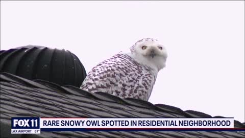 Snowy owl seen in Orange Country stun birds watchesr