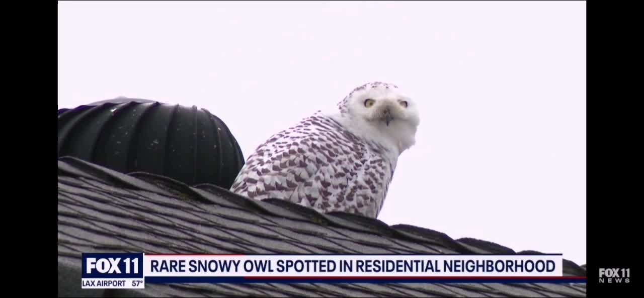 Snowy owl seen in Orange Country stun birds watchesr