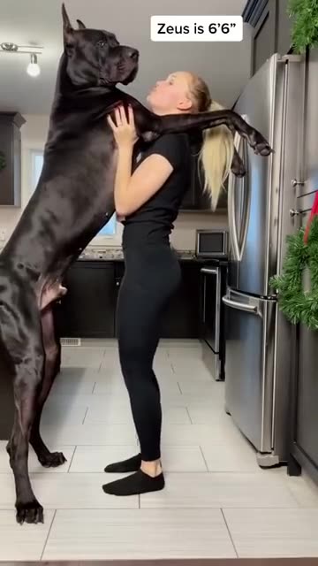 Great Dane is taller than human