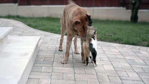 Cat and dog playing in the yard stock video