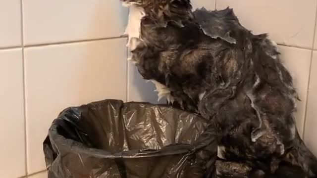 FUNNY CAT