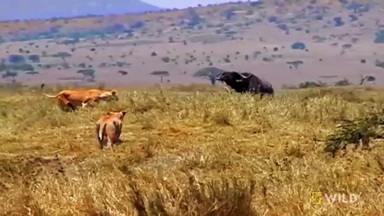 Who does the wild animal hunt?