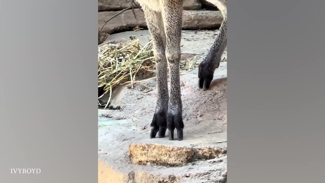 Funny video animal