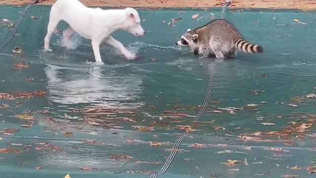 Raccoon and Pup Play On Top Of Pool Tarp