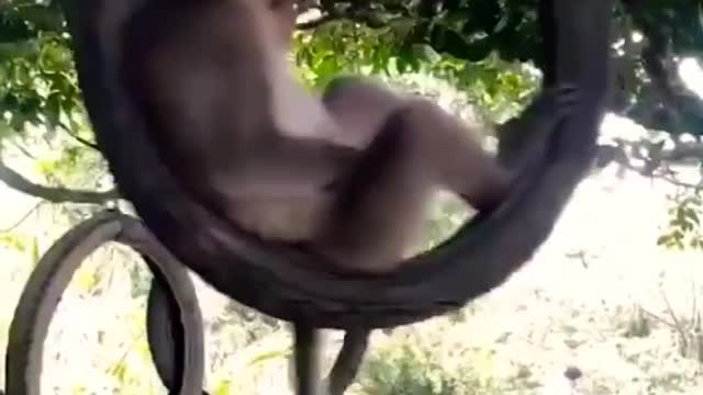 FUNNY VIDEO