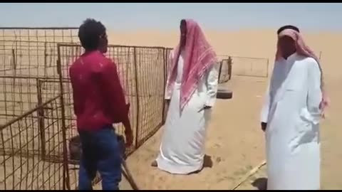 Funny arabs