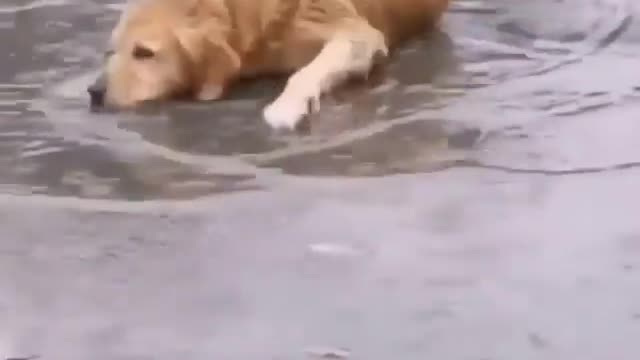 Golden Retriever loving to spend time in this rain