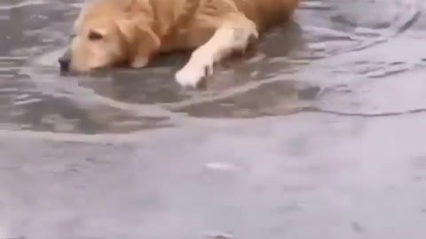 Golden Retriever loving to spend time in this rain