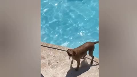Funny dog eating meat
