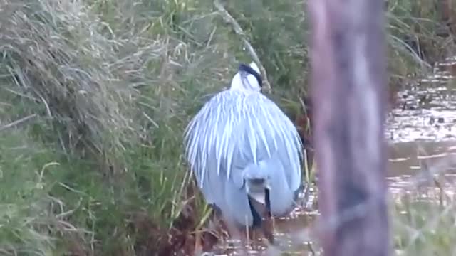 Blauwe reiger versus wezel, Oelemars, 31 maart 2013