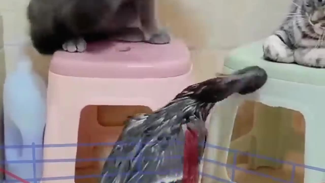 funny Cat slapping duck 🤣😂