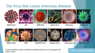 Virology Primary Antibody