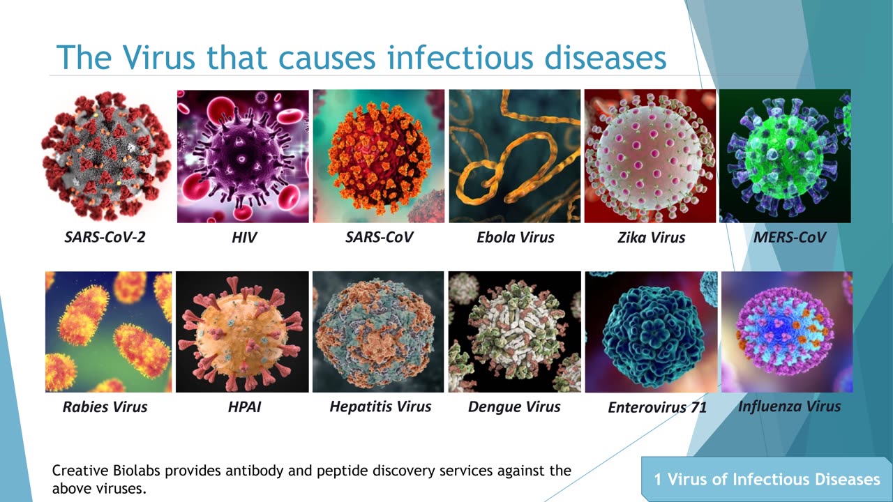 Virology Primary Antibody