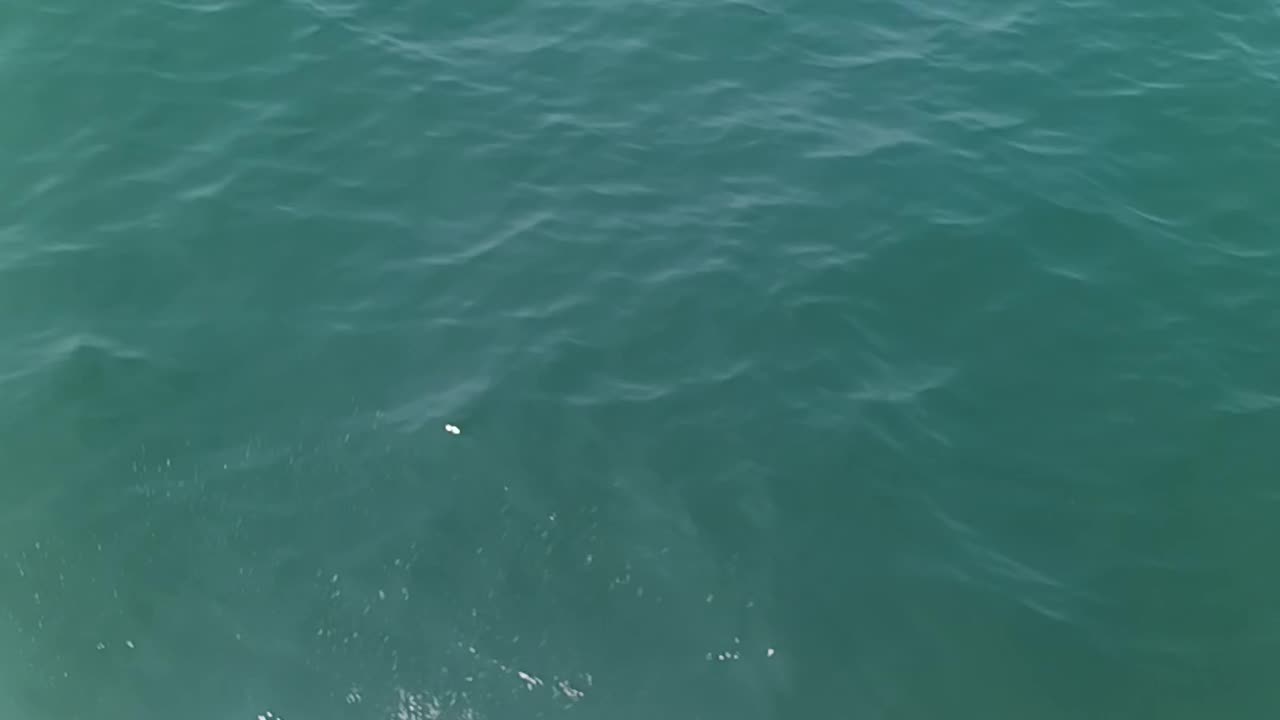 Short fluke