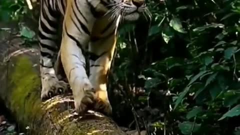 Others will not think it is a cat tiger