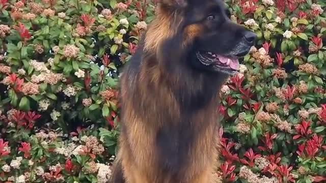 see #dogsoftiktok #PetsOfTikTok