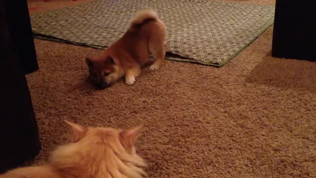 Shiba lnu and cat ( wiki) show in 1 min.