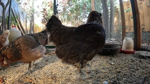 Backyard Chickens Coop Activity Sounds Noises Hens Roosters!