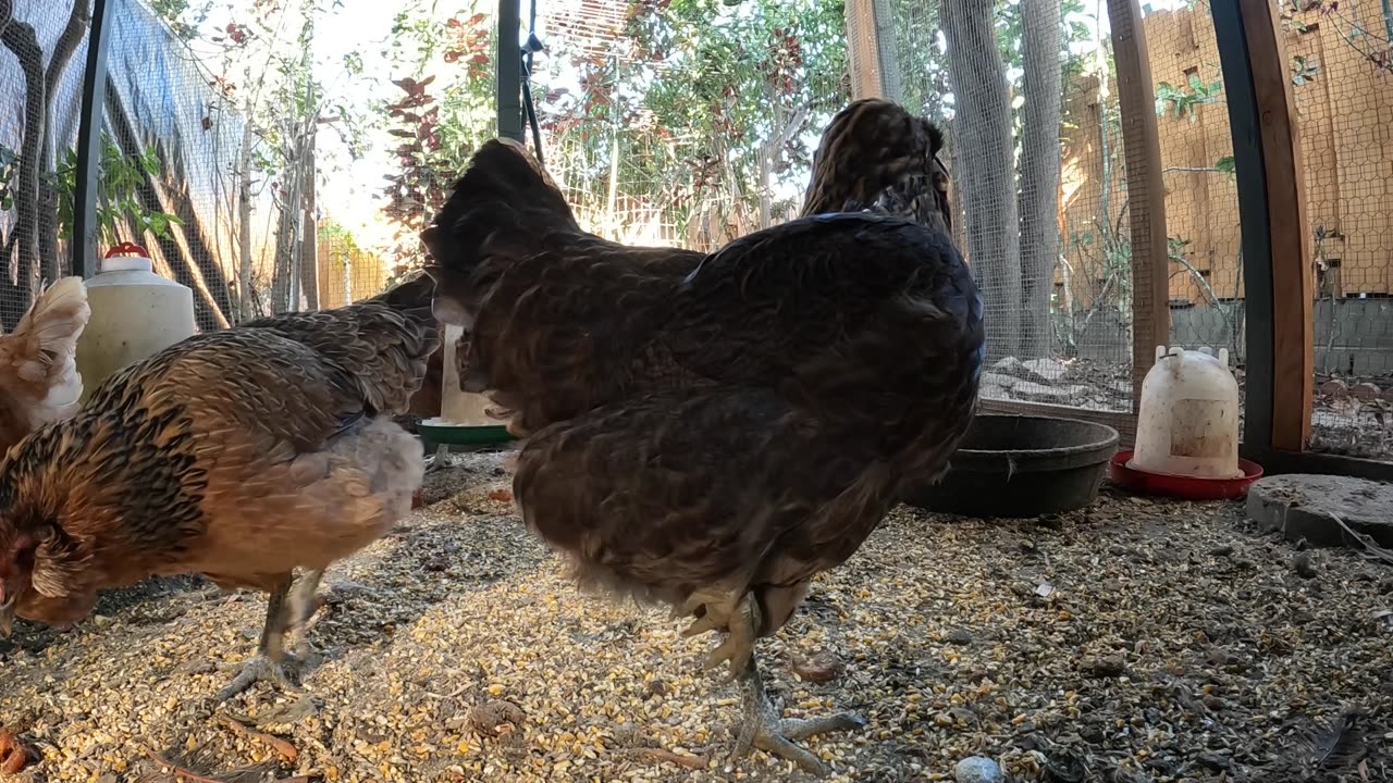 Backyard Chickens Coop Activity Sounds Noises Hens Roosters!