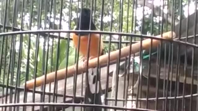 Murai batu super gacor