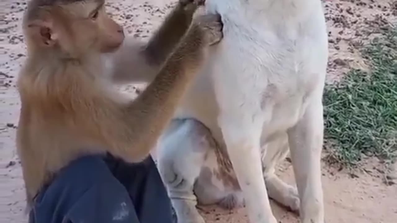 Monkey and dog friendship