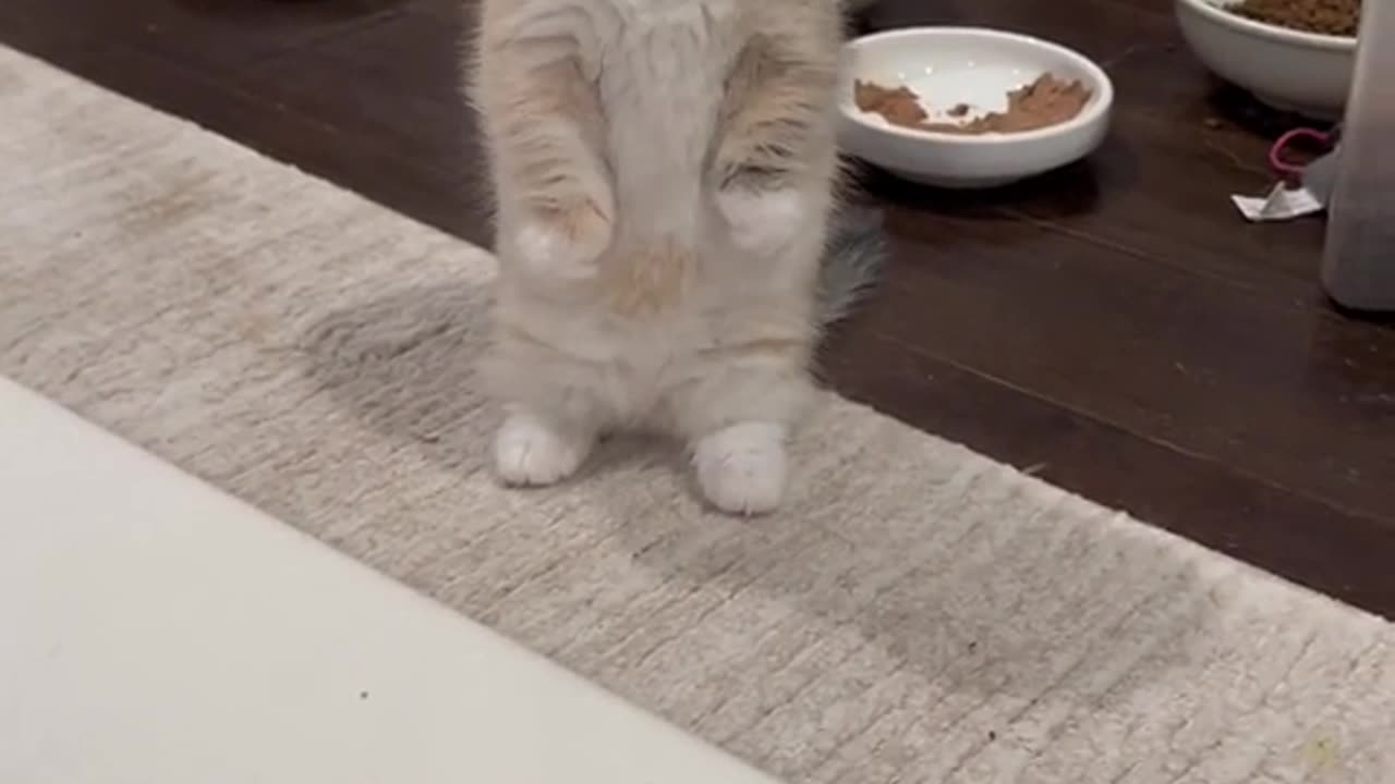 "Purrfectly Adorable: Watch my Cute Cat in Action!"