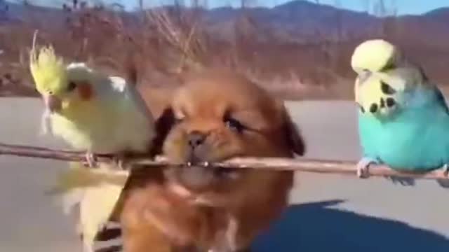 Funny Animal Short Videos _ Pets Shorts _ Funny Videos #Shorts
