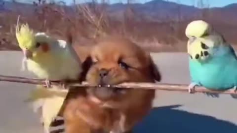 Funny Animal Short Videos _ Pets Shorts _ Funny Videos #Shorts