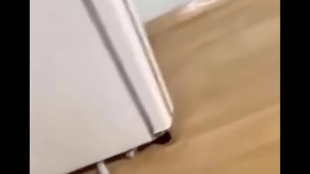 funny actions of cutie animals