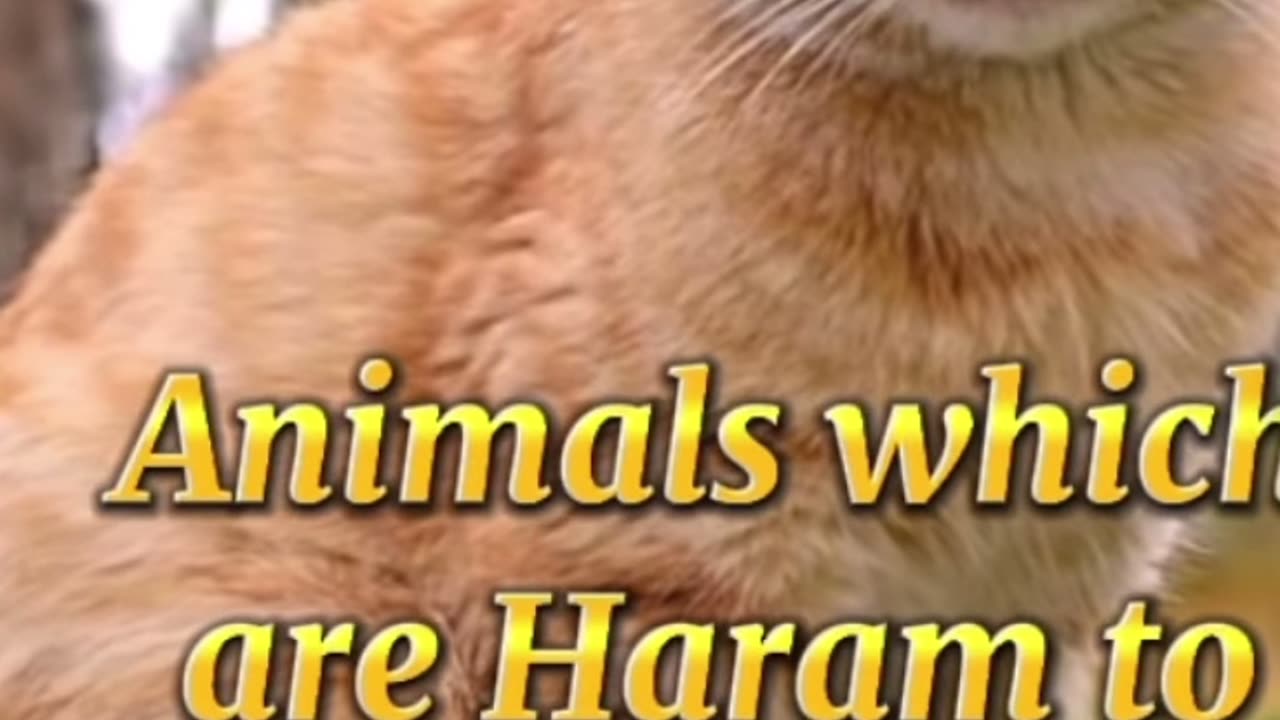 Animals which are Haram in Islam