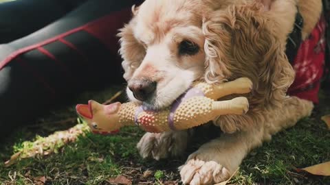 DOG PET IS THE BEST