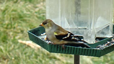 Goldfinch