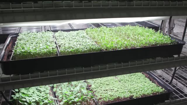 Columbus Hydroponic Farm Offers Fresh Specialty Ingredients Grown Locally