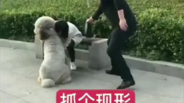 Funny Dog Video