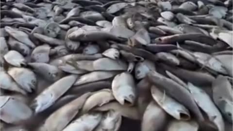 tens of thousands of dead fish on the island of texas