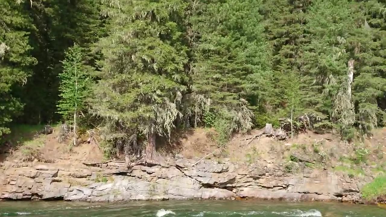Landscape with the melodious melody of birds, a wonderful video