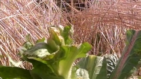 Sepp Holzer - Farming With Nature