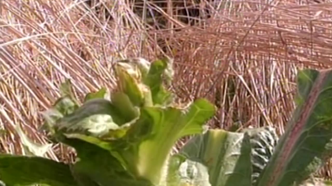 Sepp Holzer - Farming With Nature