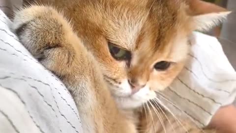 Cute cats video compilation 45