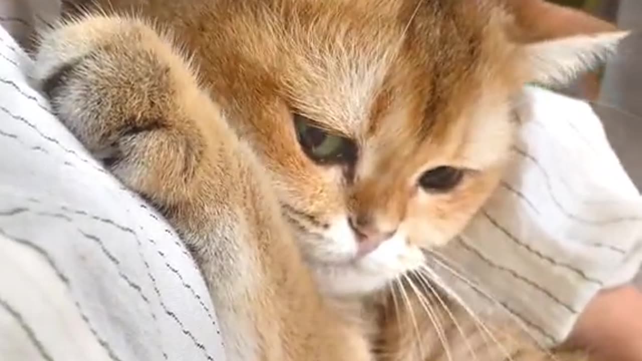 Cute cats video compilation 45