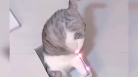 Cute Cat