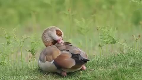 Birds video
