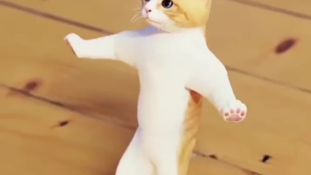 A beautiful cat danceing in the stage