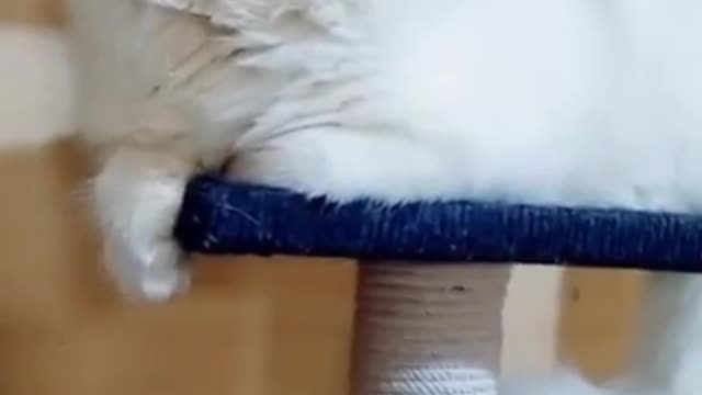 Cute cat funny video looking pretty 😍