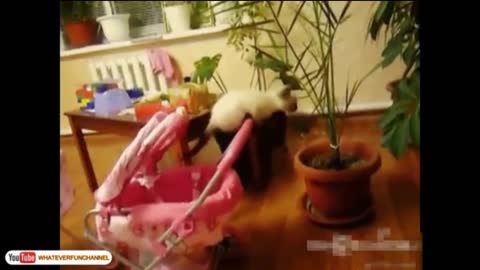 Cute Cat with Man