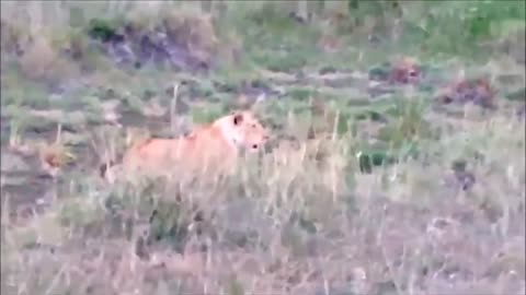 Lion vs Leopard Most Amazing Moments Of Wild Animal Fights Wild Discovery Animals