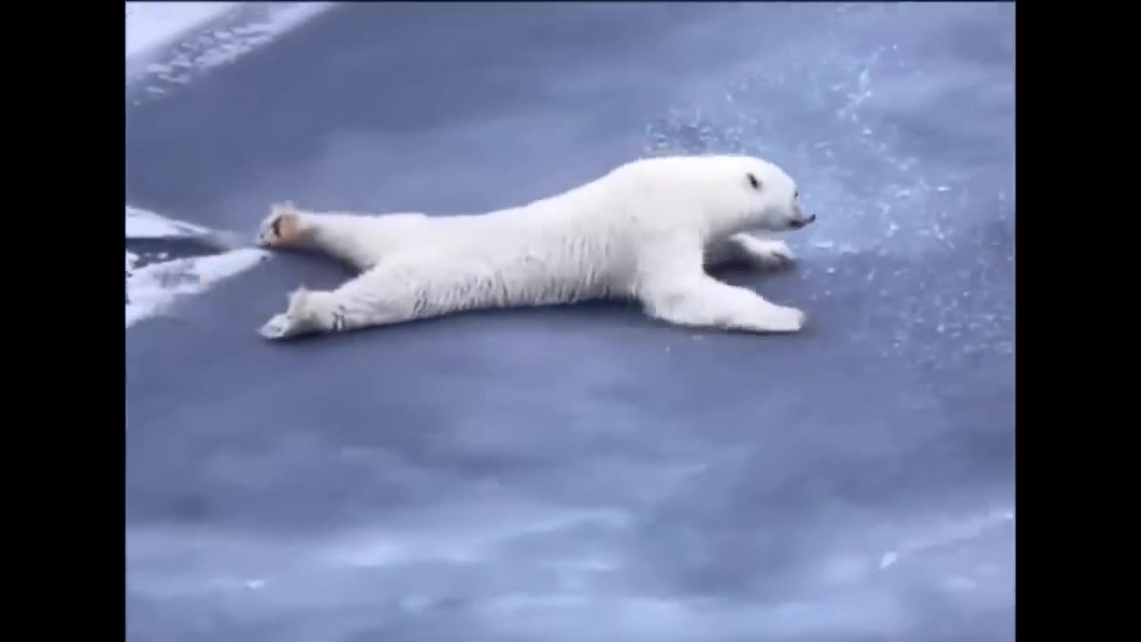 Cute baby animals Videos Compilation cute moment of the animals
