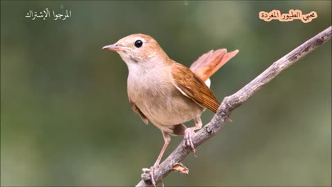 Bird performance