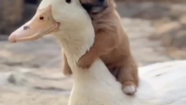 Duck riding