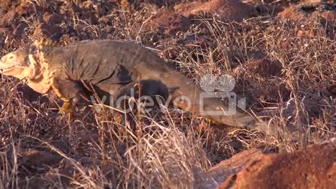 A land iguana giant lizard walks on the Galapagos Islands
